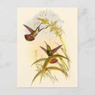 Twee kleurige Hummingvogels die op dezelfde bloem  Briefkaart