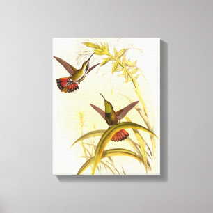 Twee kleurige Hummingvogels die op dezelfde bloem  Canvas Afdruk