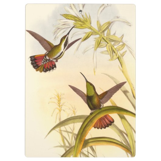 Twee kleurige Hummingvogels die op dezelfde bloem  Klembord (Achterkant)