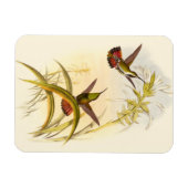 Twee kleurige Hummingvogels die op dezelfde bloem  Magneet (Horizontaal)