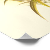 Twee kleurige Hummingvogels die op dezelfde bloem  Poster (Hoek)