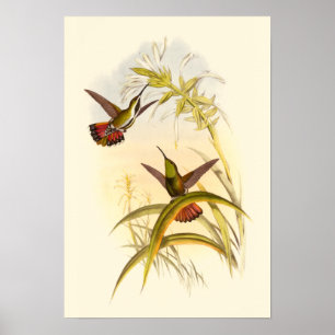 Twee kleurige Hummingvogels die op dezelfde bloem  Poster