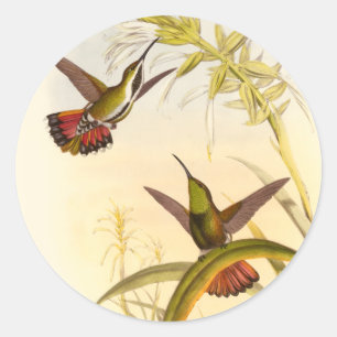 Twee kleurige Hummingvogels die op dezelfde bloem Ronde Sticker