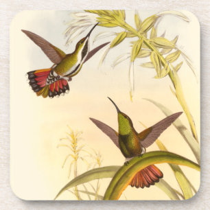 Twee kleurige Hummingvogels die op dezelfde trap w Bier Onderzetter
