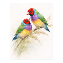 Twee Kleurrijke Gouldian Vinken