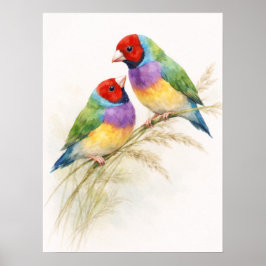 Twee Kleurrijke Gouldian Vinken Poster