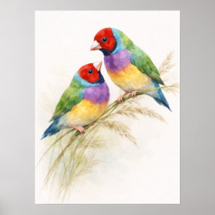 Twee Kleurrijke Gouldian Vinken Poster