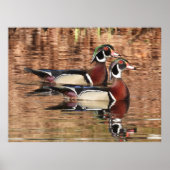 Twee kleurrijke mannelijke hout Eenden zwemmen in  Poster (Voorkant)