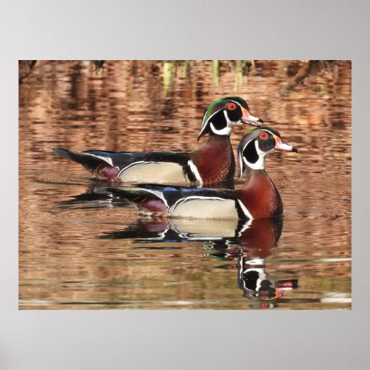 Twee kleurrijke mannelijke hout Eenden zwemmen in  Poster (Voorkant)