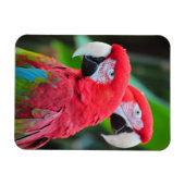 Twee kleurrijke parrots printmagneet magneet (Horizontaal)