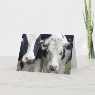 Twee koe hallo kijken op om te zeggen. kaart