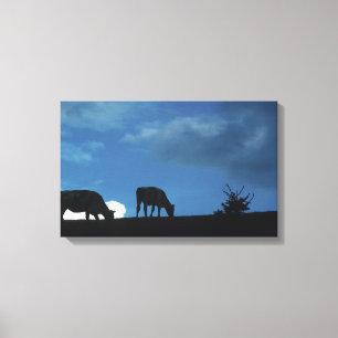 Twee koeien in silhouette grazing op de heuvel canvas afdruk