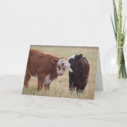 Twee Koeien Nuzzling Kaart (Voorkant)