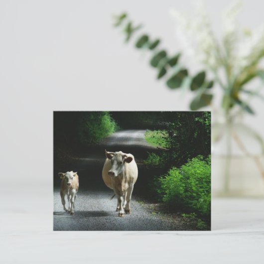 Twee koeien op het Briefkaart van Bummel (Staand voorkant)