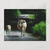 Twee koeien op het Briefkaart van Bummel (Voorkant)
