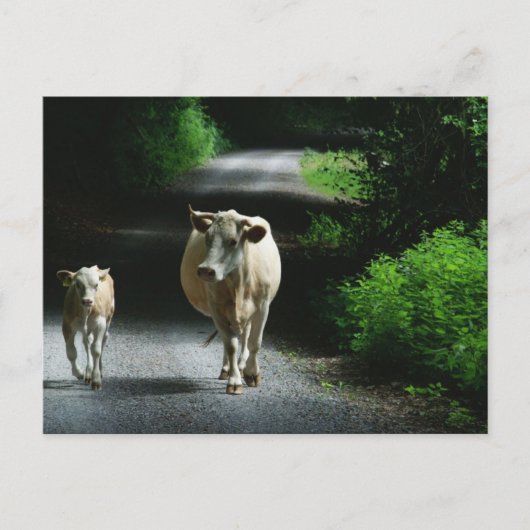 Twee koeien op het Briefkaart van Bummel (Voorkant)