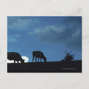 Twee koeien silhouette grazing op de heuvel briefkaart