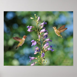 Twee koetsvogels in vlucht met bloemen poster