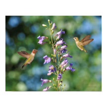 Twee koetsvogels in vlucht met bloemen