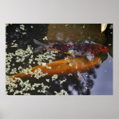 Twee Koi in Pond Poster (Voorkant)
