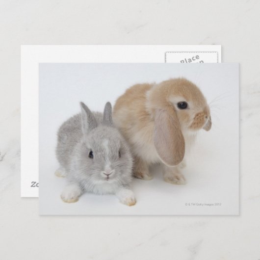 Twee konijnen. Nederland Dwarf en Holland Lop. Briefkaart (Voorkant / Achterkant)