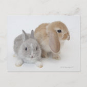 Twee konijnen. Nederland Dwarf en Holland Lop. Briefkaart (Voorkant)