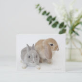 Twee konijnen. Nederland Dwarf en Holland Lop. Briefkaart (Staand voorkant)