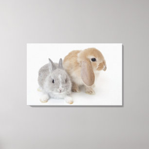 Twee konijnen. Nederland Dwarf en Holland Lop. Canvas Afdruk
