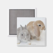 Twee konijnen. Nederland Dwarf en Holland Lop. Magneet (Voorkant / Achterkant)