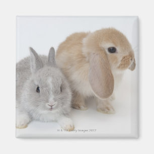 Twee konijnen. Nederland Dwarf en Holland Lop. Magneet
