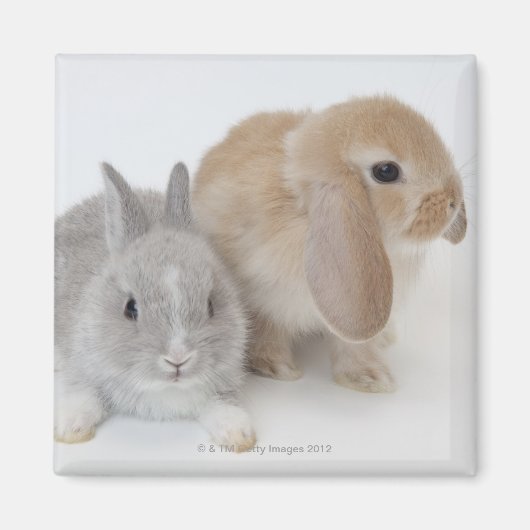 Twee konijnen. Nederland Dwarf en Holland Lop. Magneet (Voorkant)