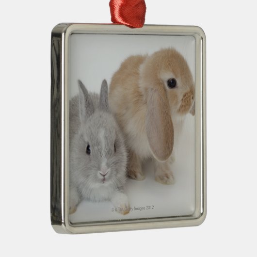 Twee konijnen. Nederland Dwarf en Holland Lop. Metalen Ornament (Rechts)