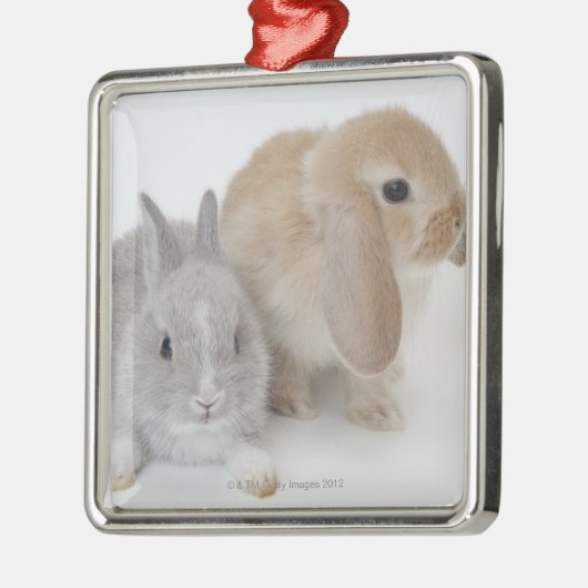 Twee konijnen. Nederland Dwarf en Holland Lop. Metalen Ornament (Links)