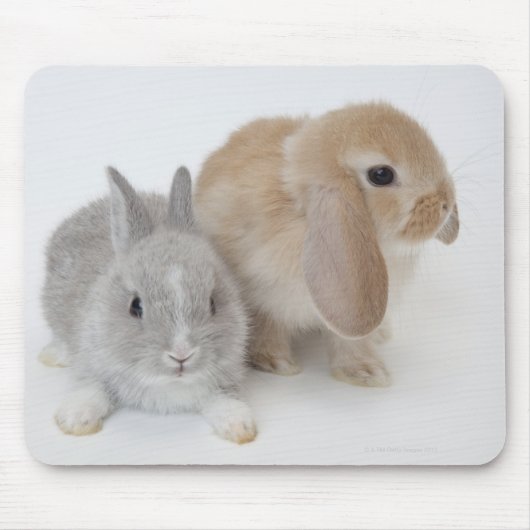 Twee konijnen. Nederland Dwarf en Holland Lop. Muismat (Voorkant)