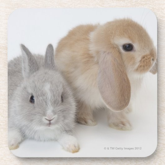 Twee konijnen. Nederland Dwarf en Holland Lop. Onderzetter (Voorkant)