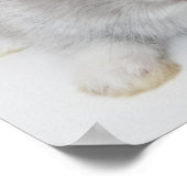 Twee konijnen. Nederland Dwarf en Holland Lop. Poster (Hoek)