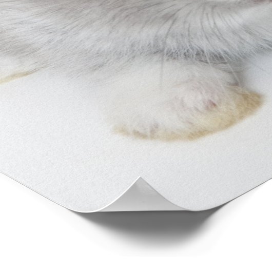 Twee konijnen. Nederland Dwarf en Holland Lop. Poster (Hoek)