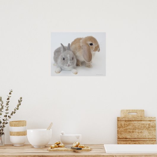 Twee konijnen. Nederland Dwarf en Holland Lop. Poster (Keuken)
