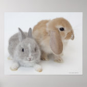 Twee konijnen. Nederland Dwarf en Holland Lop. Poster (Voorkant)