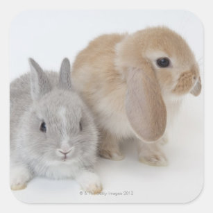 Twee konijnen. Nederland Dwarf en Holland Lop. Vierkante Sticker