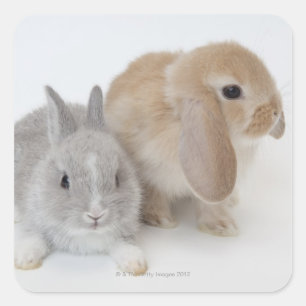 Twee konijnen. Nederland Dwarf en Holland Lop. Vierkante Sticker