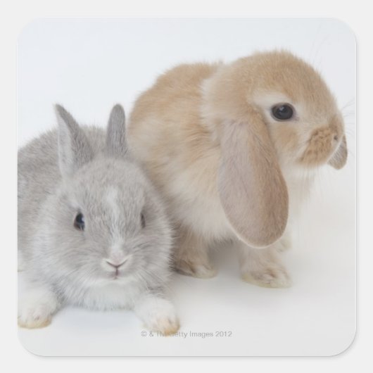 Twee konijnen. Nederland Dwarf en Holland Lop. Vierkante Sticker (Voorkant)