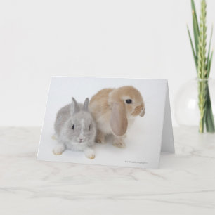 Twee konijnen   Nederland Dwerg & Holland Lop Kaart