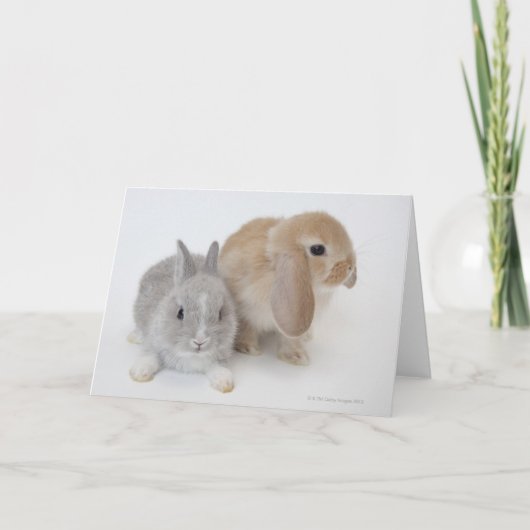Twee konijnen | Nederland Dwerg & Holland Lop Kaart (Voorkant)