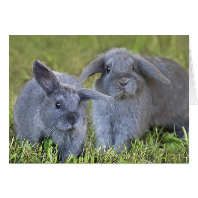 Twee konijnenkaarten (Voorkant Horizontaal)