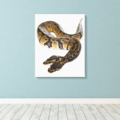 Twee kopende Koninklijke Python of Ball Python - P Canvas Afdruk (Insitu (Houten vloer))