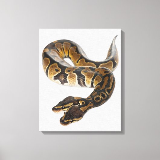 Twee kopende Koninklijke Python of Ball Python - P Canvas Afdruk (Voorkant)