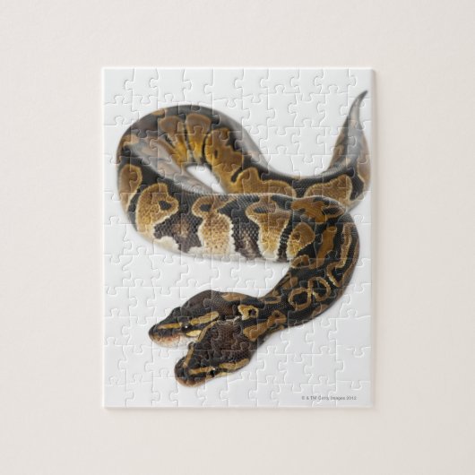 Twee kopende Koninklijke Python of Ball Python - P Legpuzzel (Verticaal)