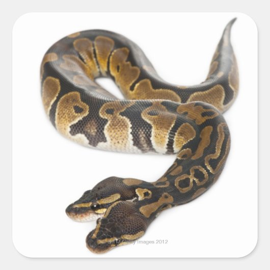Twee kopende Koninklijke Python of Ball Python - P Vierkante Sticker (Voorkant)