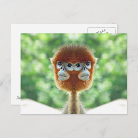 Twee koppen Baby Monkey Briefkaart (Voorkant / Achterkant)